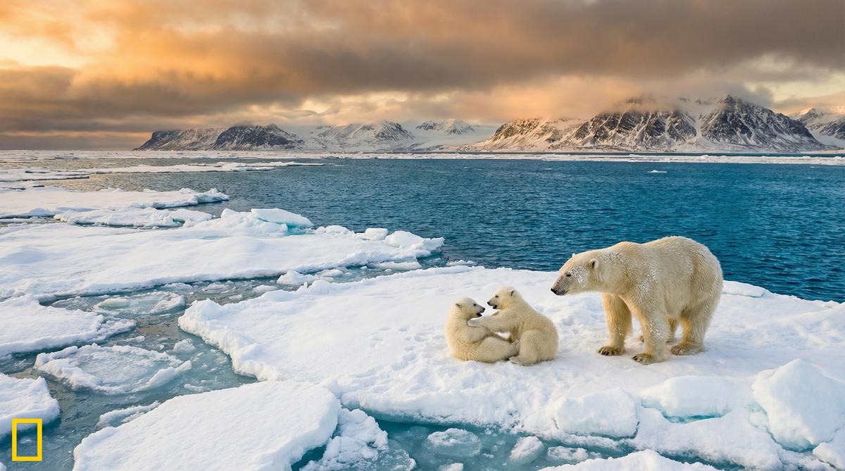 四虎视频北极熊视频